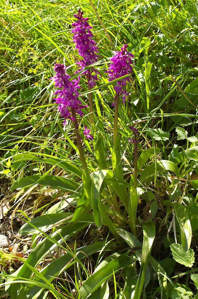 Orchis mascula